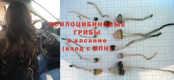 сатива Беломорск